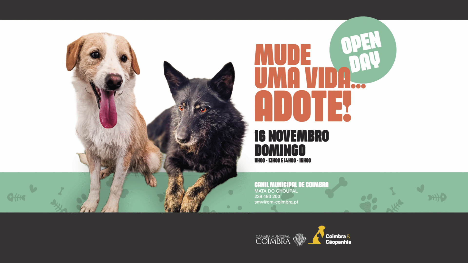 Canil Municipal abre portas ao público este domingo para mais um “Open Day”