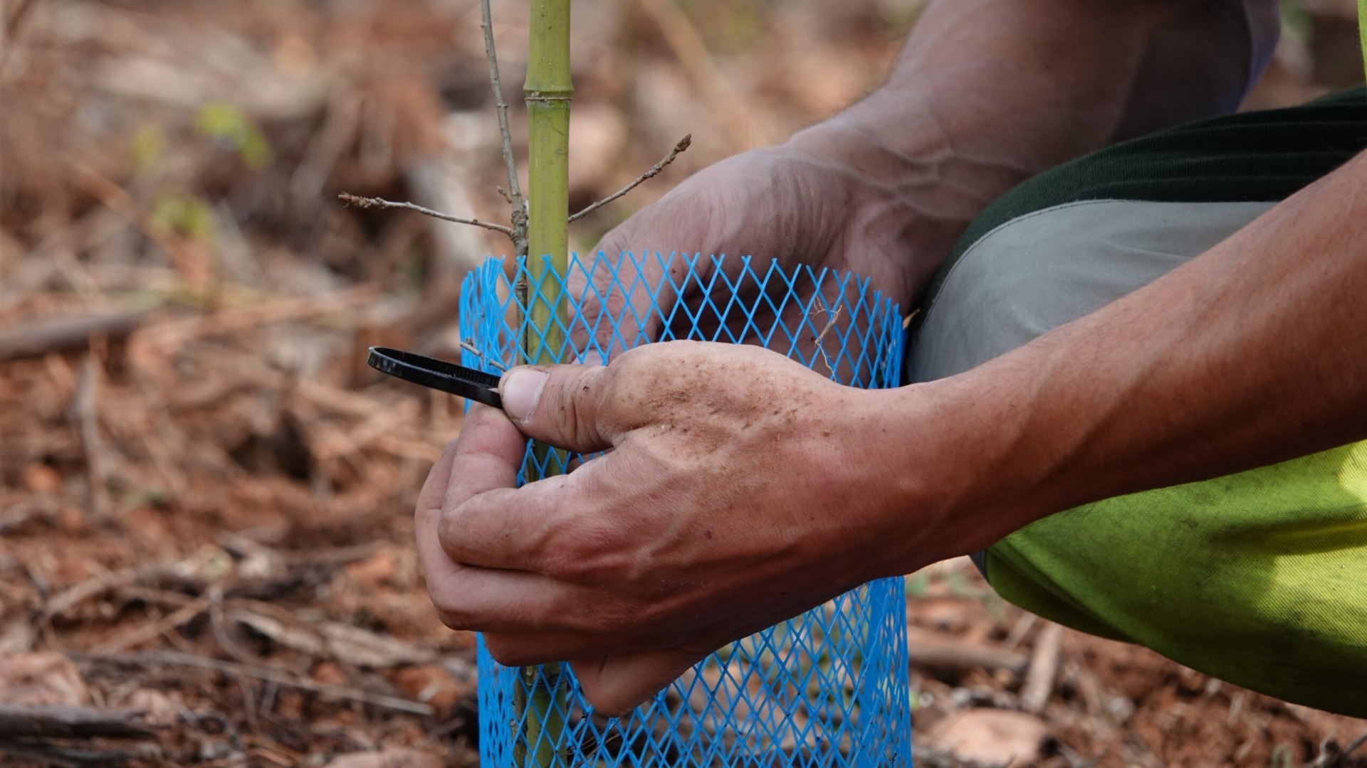 Coimbra assinala Dia da Floresta Autóctone com a plantação de 800 árvores