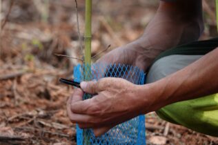 Coimbra assinala Dia da Floresta Autóctone com a plantação de 800 árvores