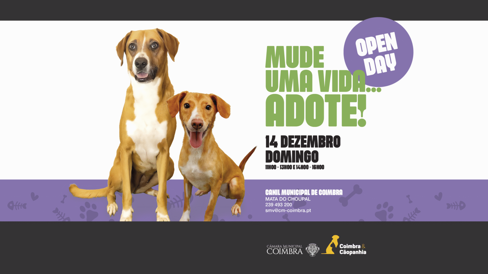 Canil Municipal abre portas ao público este domingo para mais um “Open Day”