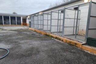 Canil Municipal de Coimbra evacuado preventivamente