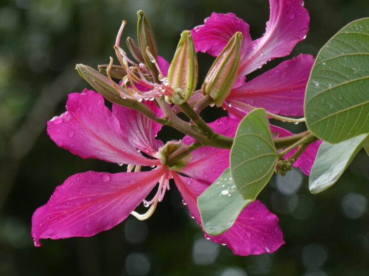 6. Bauhinia × blakeana Dunn