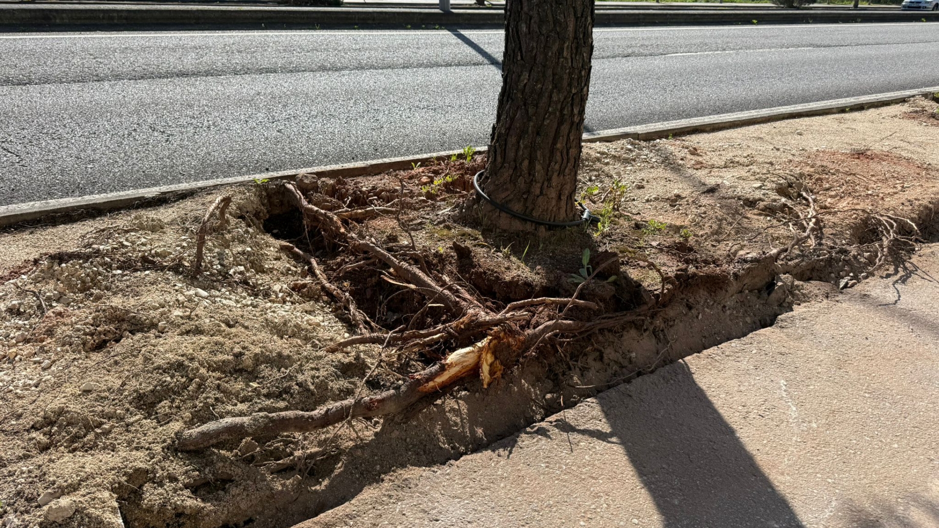 Intervenção na Avenida Elísio de Moura avança com base em parecer técnico da Universidade de Coimbra