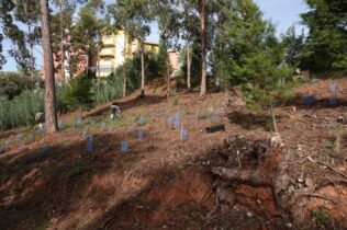 Projeto de Regulamento de Gestão do Arvoredo em Meio Urbano em consulta pública