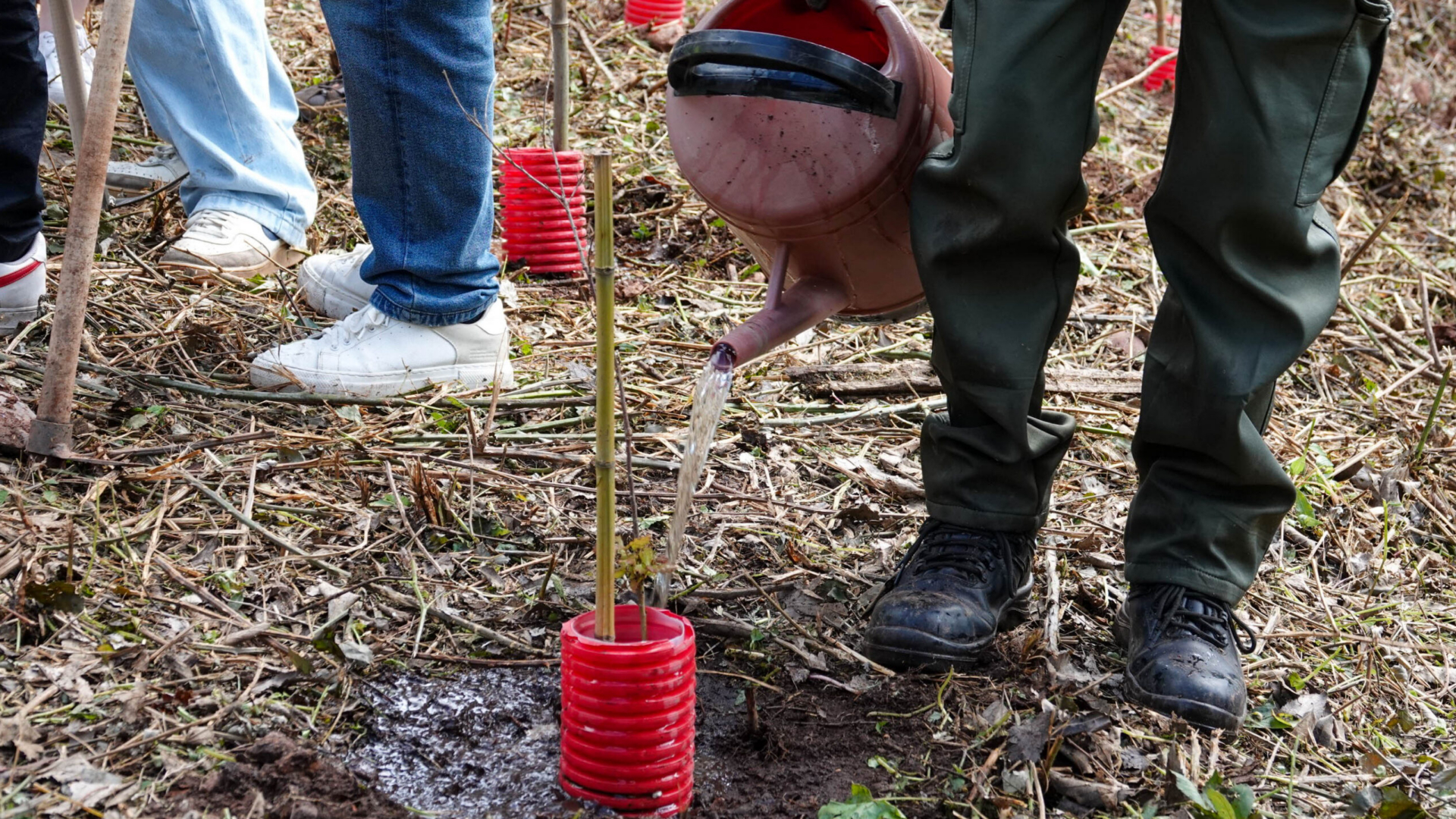 Coimbra avança com novo regulamento para proteção e gestão das árvores em meio urbano