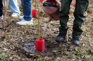 Coimbra avança com novo regulamento para proteção e gestão das árvores em meio urbano